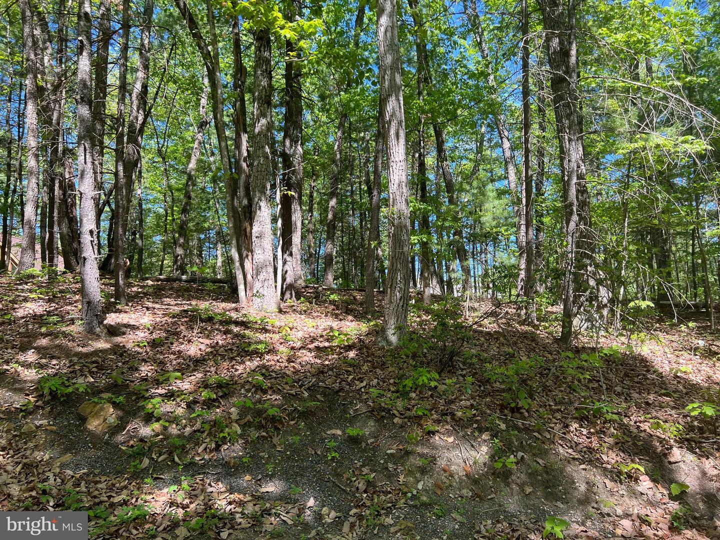 0 0 CRAB APPLE RD., MOUNT JACKSON, Virginia 22842, ,Land,For sale,0 0 CRAB APPLE RD.,VASH2008450 MLS # VASH2008450