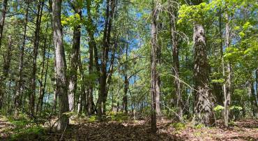 0 0 CRAB APPLE RD., MOUNT JACKSON, Virginia 22842, ,Land,For sale,0 0 CRAB APPLE RD.,VASH2008450 MLS # VASH2008450