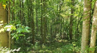 0 WILDERNESS DR, STANARDSVILLE, Virginia 22973, ,Land,For sale,0 WILDERNESS DR,655791 MLS # 655791