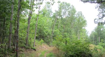 TBD BLACK BEAR LN, CRIMORA, Virginia 24431, ,Land,TBD BLACK BEAR LN,655046 MLS # 655046