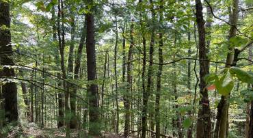 0 SPRUCE LN, MOUNT JACKSON, Virginia 22842, ,Land,For sale,0 SPRUCE LN,VASH2009370 MLS # VASH2009370