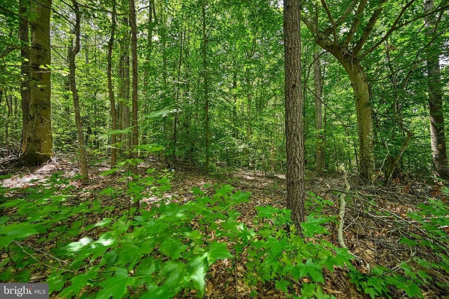 LOT 7 HICKORY LN, BUMPASS, Virginia 23024, ,Land,For sale,LOT 7 HICKORY LN,VALA2006216 MLS # VALA2006216