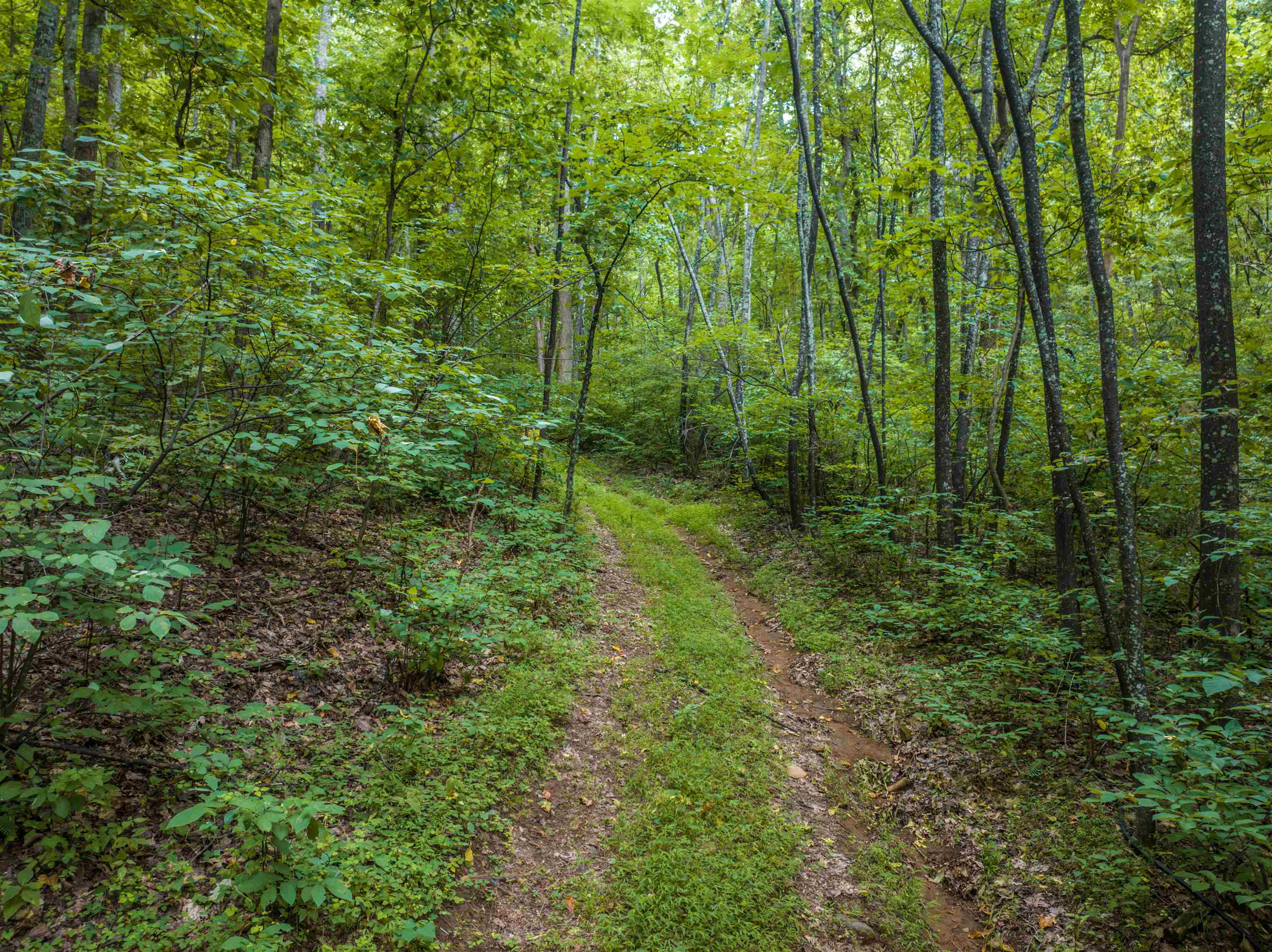 0 PILOT MOUNTAIN HOLLOW, FABER, Virginia 22938, ,Farm,0 PILOT MOUNTAIN HOLLOW,655953 MLS # 655953