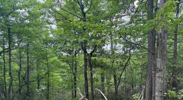 0 EMMAUS RD, FORT VALLEY, Virginia 22652, ,Land,For sale,0 EMMAUS RD,VASH2008630 MLS # VASH2008630