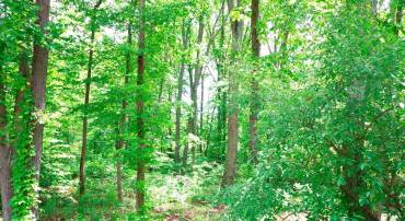 LOT 50 GILMORE TRL, WINCHESTER, Virginia 22602, ,Land,For sale,LOT 50 GILMORE TRL,VAFV2017068 MLS # VAFV2017068