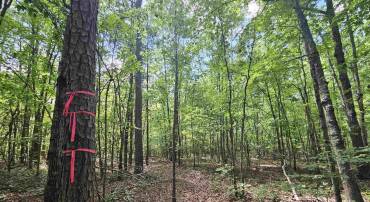 TBD W JAMES ANDERSON HWY, GLADSTONE, Virginia 24553, ,Farm,For sale,TBD W JAMES ANDERSON HWY,656262 MLS # 656262