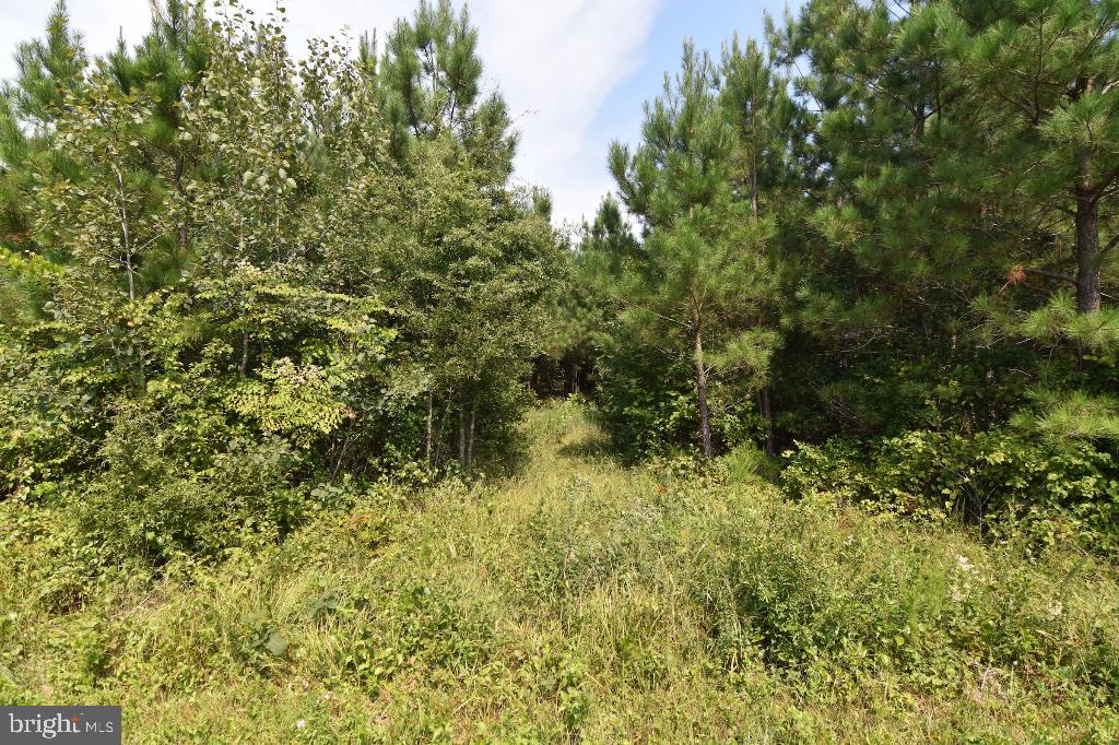 0 LEWIS MOORE RD, RUTHER GLEN, Virginia 22546, ,Land,For sale,0 LEWIS MOORE RD,VACV2006594 MLS # VACV2006594