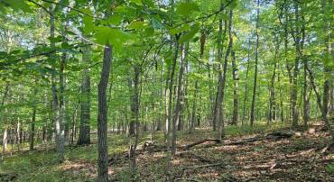 BRANDY RD, FRONT ROYAL, Virginia 22630, ,Land,For sale,BRANDY RD,VAWR2008944 MLS # VAWR2008944