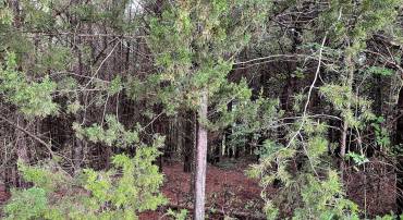 3708 MORNING GLORY RD, BUMPASS, Virginia 23024, ,Land,For sale,3708 MORNING GLORY RD,VASP2027200 MLS # VASP2027200