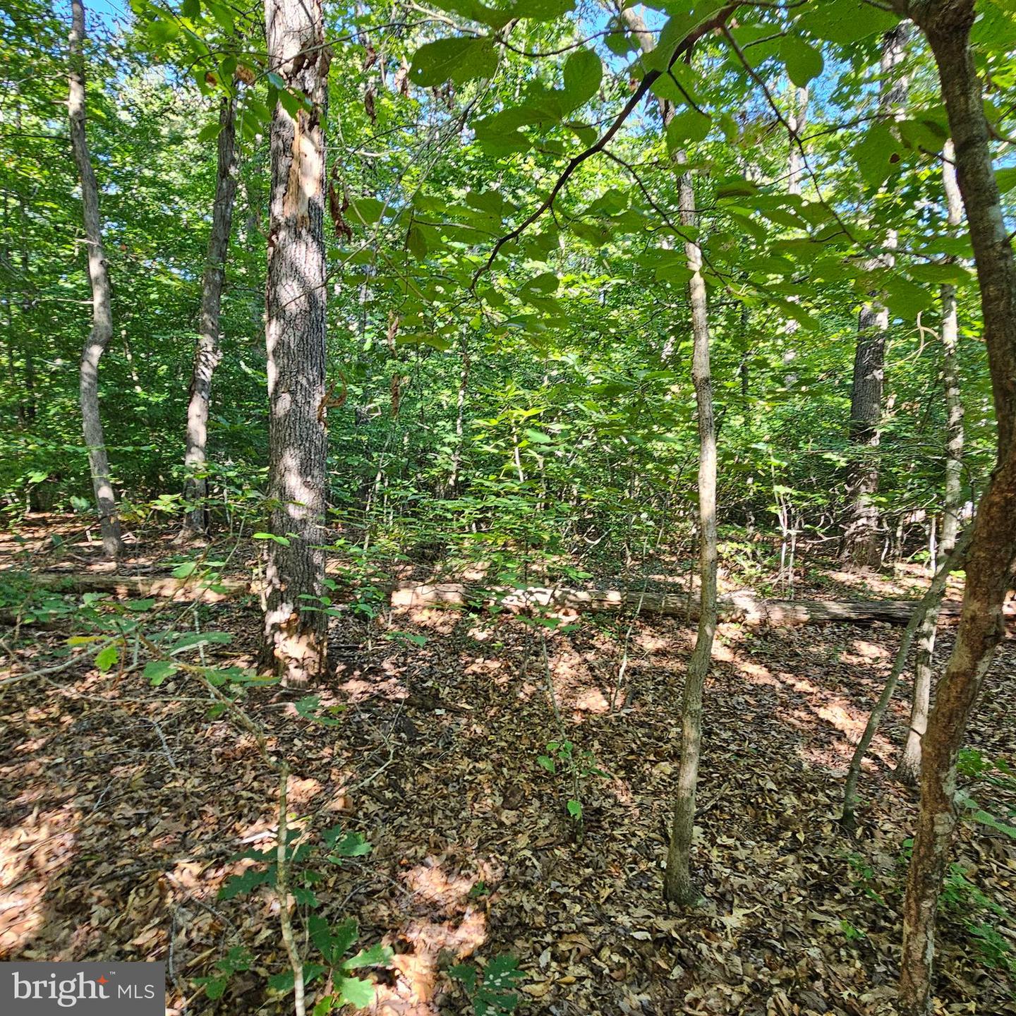 6200 BILLS RD, MINERAL, Virginia 23117, ,Land,For sale,6200 BILLS RD,VASP2027298 MLS # VASP2027298