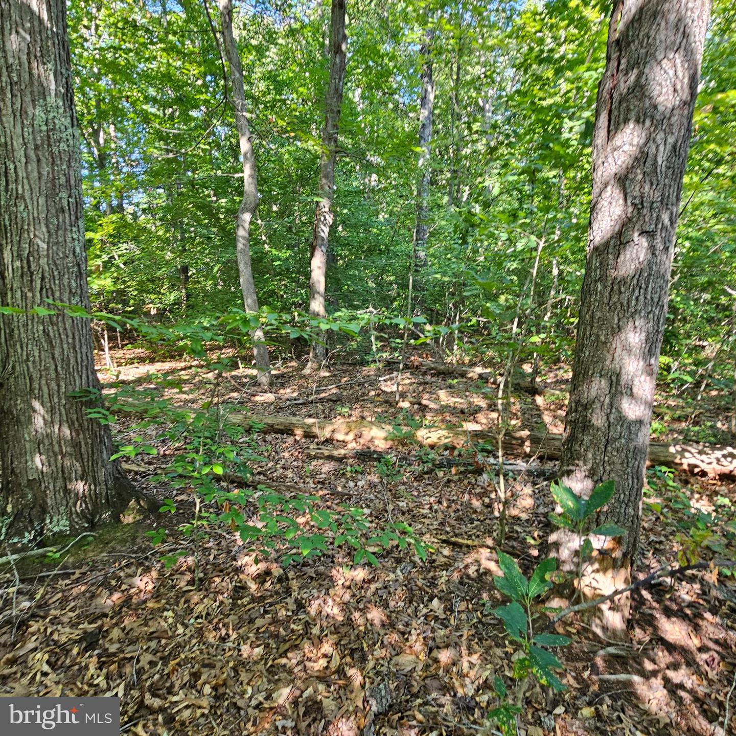 6200 BILLS RD, MINERAL, Virginia 23117, ,Land,For sale,6200 BILLS RD,VASP2027298 MLS # VASP2027298