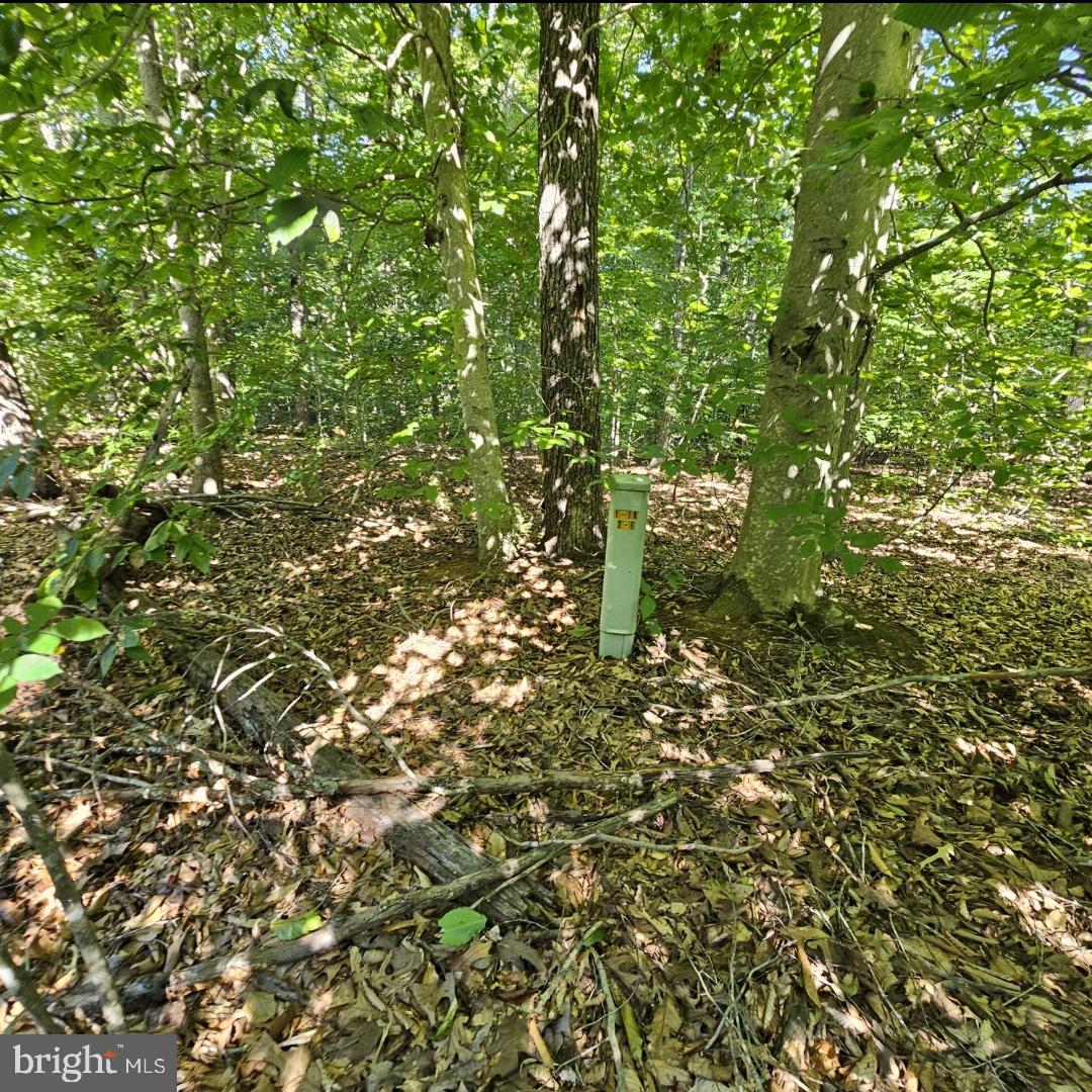 6202 BILLS RD, MINERAL, Virginia 23117, ,Land,For sale,6202 BILLS RD,VASP2027300 MLS # VASP2027300