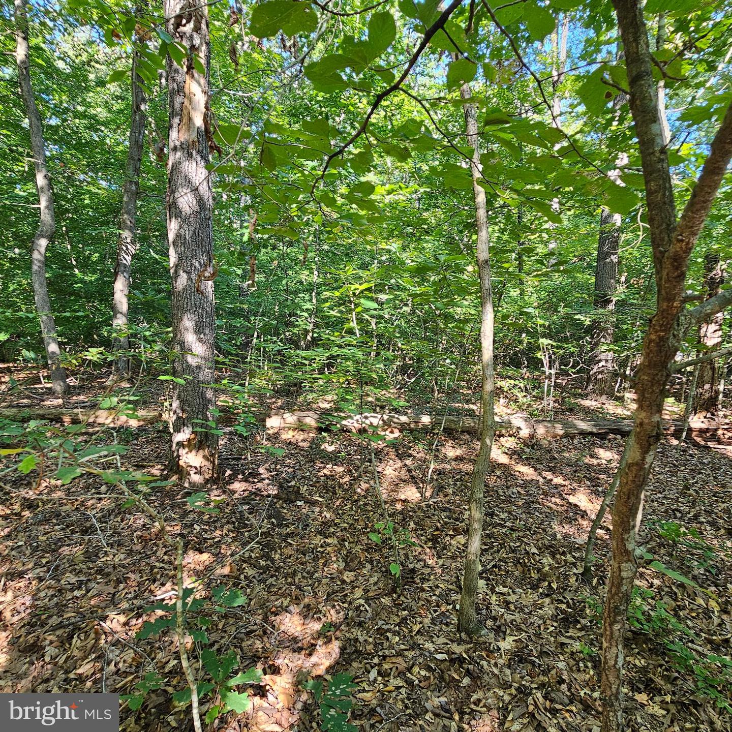 6202 BILLS RD, MINERAL, Virginia 23117, ,Land,For sale,6202 BILLS RD,VASP2027300 MLS # VASP2027300