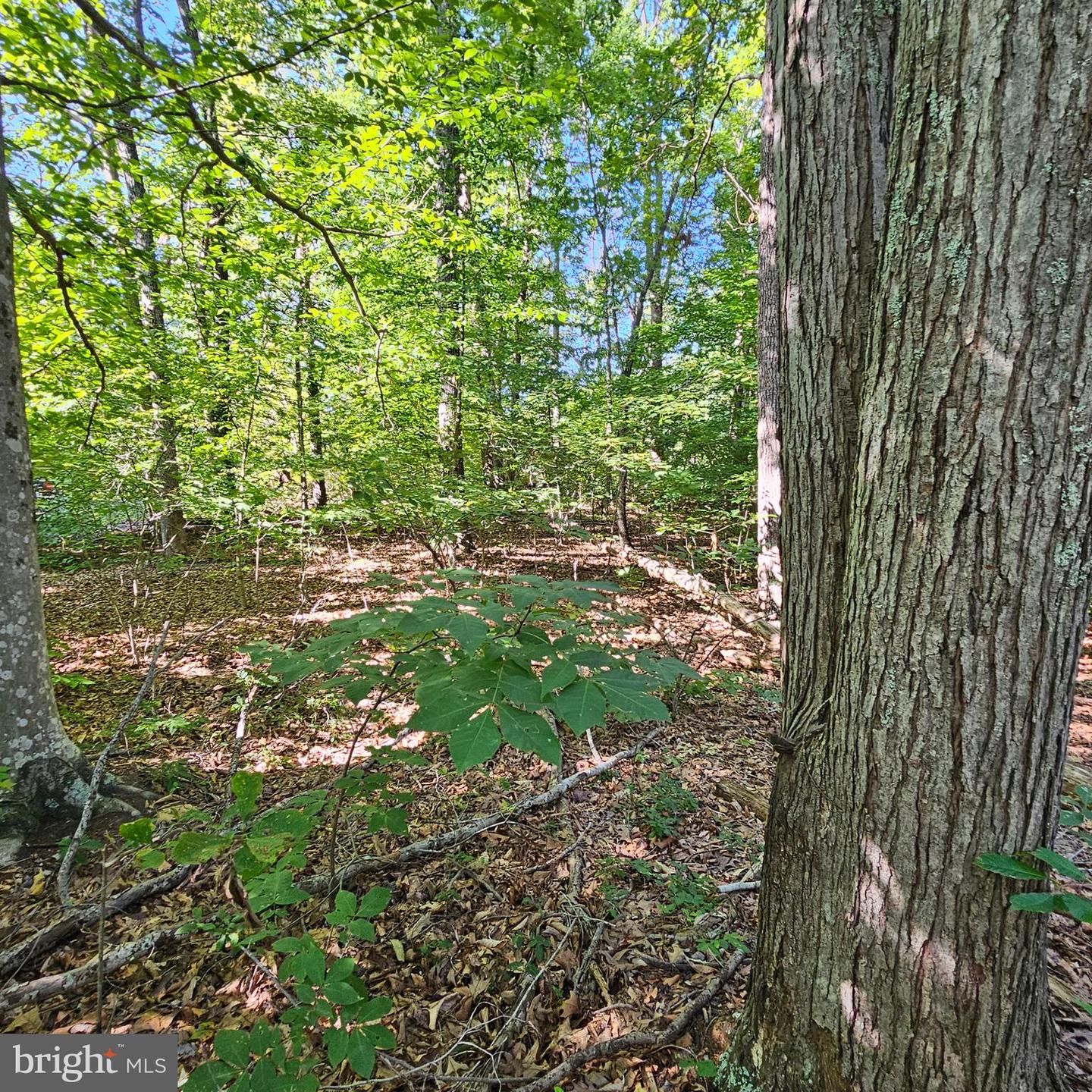 6202 BILLS RD, MINERAL, Virginia 23117, ,Land,For sale,6202 BILLS RD,VASP2027300 MLS # VASP2027300