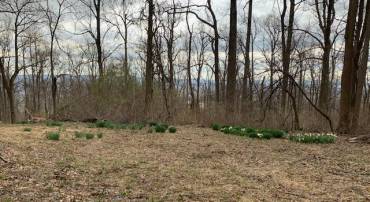 19802 OLD BLUERIDGE RD, BLUEMONT, Virginia 20135, ,Land,For sale,19802 OLD BLUERIDGE RD,VALO2057994 MLS # VALO2057994