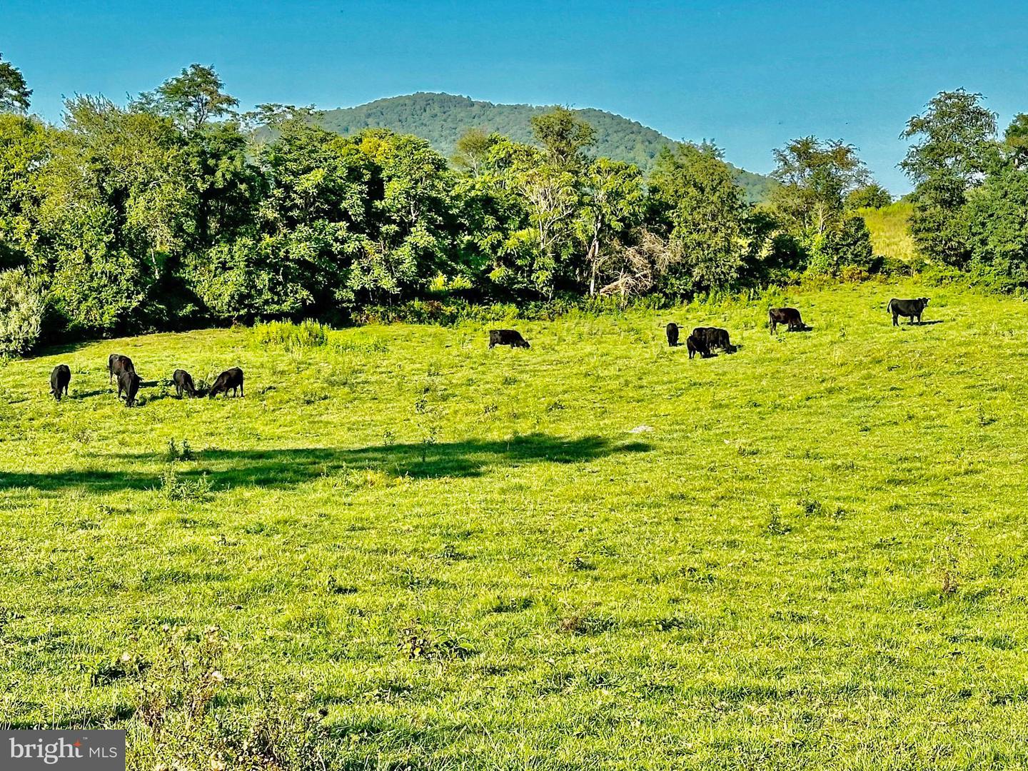 PASTURE LANE, MARSHALL, Virginia 20115, ,Farm,For sale,PASTURE LANE,VAFQ2013816 MLS # VAFQ2013816