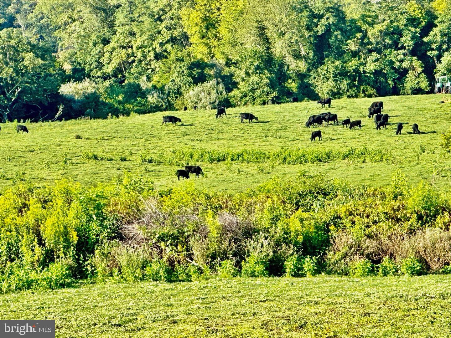 PASTURE LANE, MARSHALL, Virginia 20115, ,Farm,For sale,PASTURE LANE,VAFQ2013816 MLS # VAFQ2013816