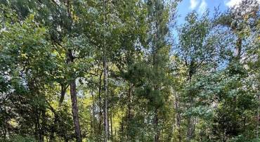 LOT 150 LAKE FOREST DR, MINERAL, Virginia 23117, ,Land,For sale,LOT 150 LAKE FOREST DR,VALA2006352 MLS # VALA2006352