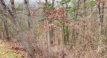 MOCCASIN, BASYE, Virginia 22810, ,Land,For sale,MOCCASIN,VASH2009550 MLS # VASH2009550