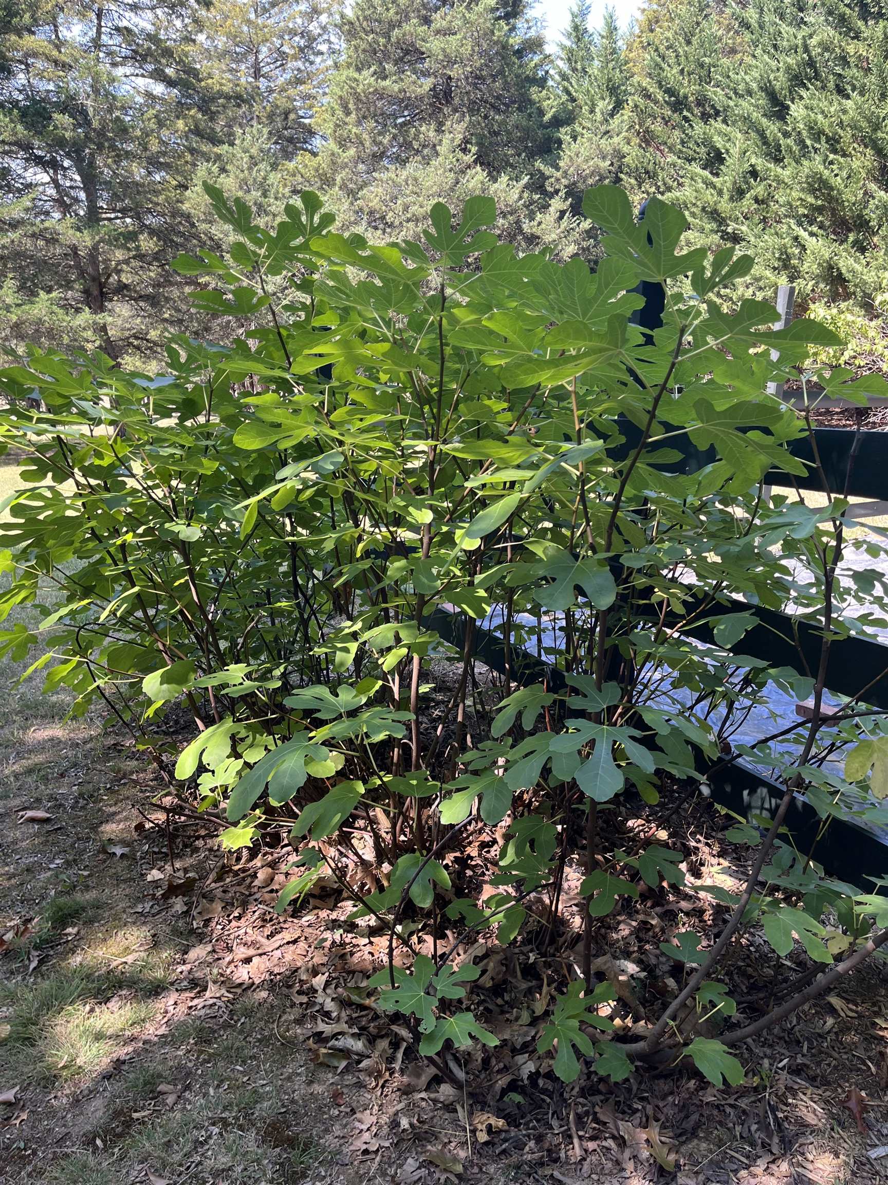 These beautiful fig trees bear fruit!