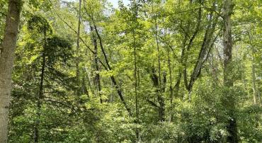 0 SPRING ST, UNIONVILLE, Virginia 22567, ,Land,For sale,0 SPRING ST,VAOR2005010 MLS # VAOR2005010