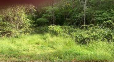 0 JEROME RD, MOUNT JACKSON, Virginia 22842, ,Land,For sale,0 JEROME RD,VASH2009640 MLS # VASH2009640