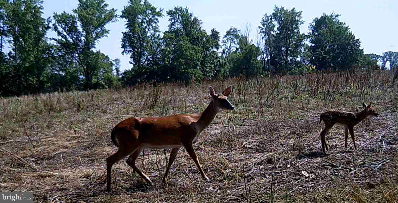 ANDERSON MILL RD, BEAVERDAM, Virginia 23015, ,Farm,For sale,ANDERSON MILL RD,VACV2006002 MLS # VACV2006002