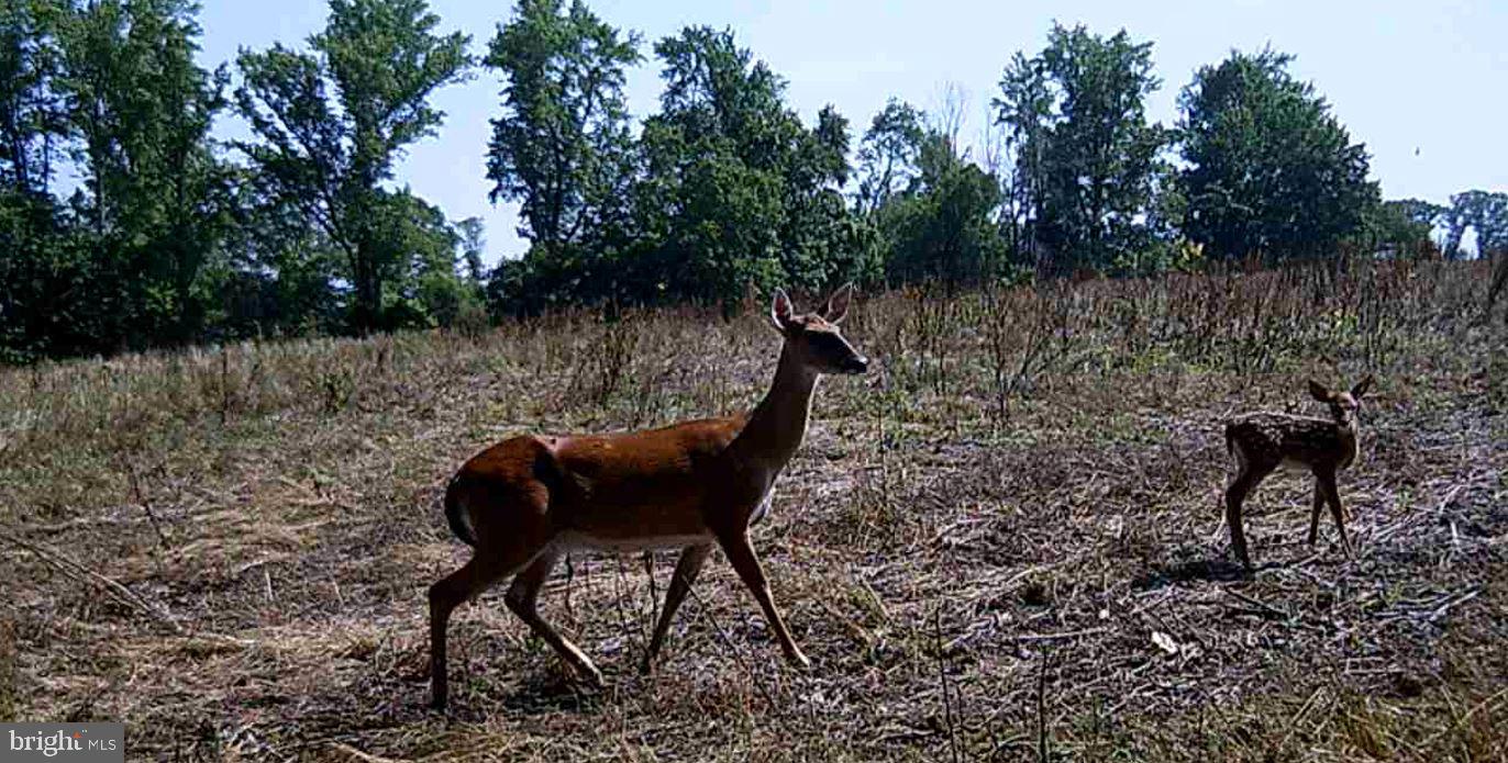 ANDERSON MILL RD, BEAVERDAM, Virginia 23015, ,Farm,For sale,ANDERSON MILL RD,VACV2006002 MLS # VACV2006002