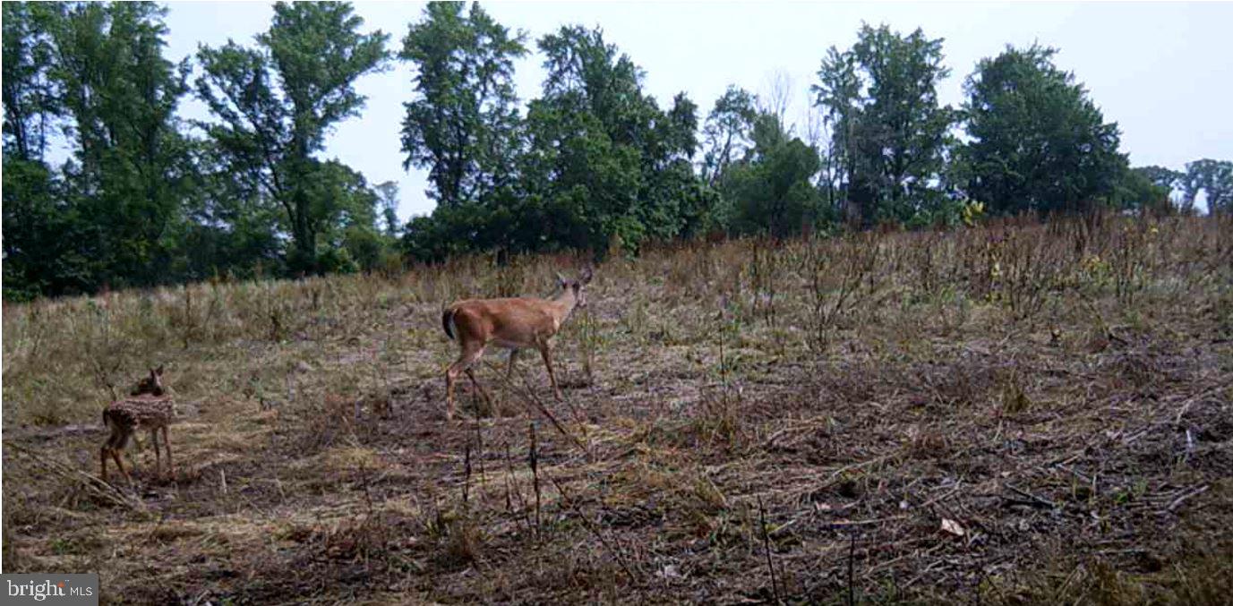 ANDERSON MILL RD, BEAVERDAM, Virginia 23015, ,Farm,For sale,ANDERSON MILL RD,VACV2006002 MLS # VACV2006002