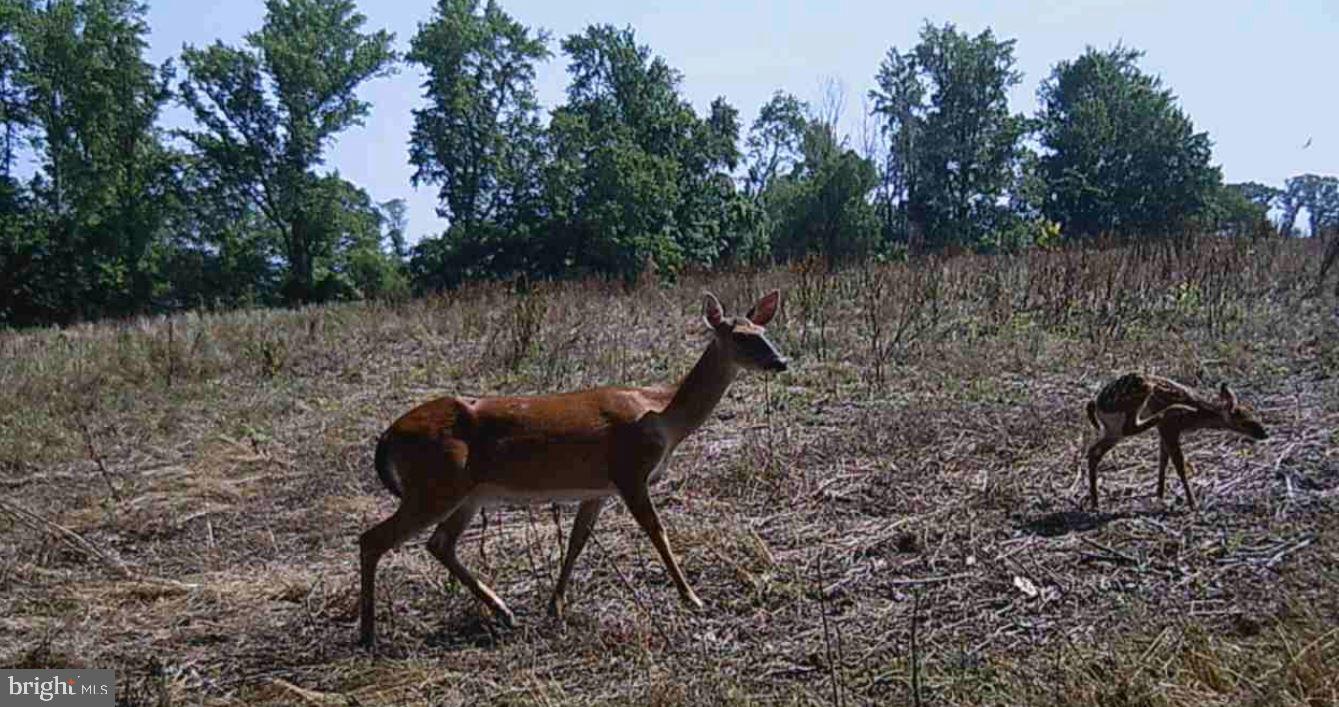 ANDERSON MILL RD, BEAVERDAM, Virginia 23015, ,Farm,For sale,ANDERSON MILL RD,VACV2006002 MLS # VACV2006002