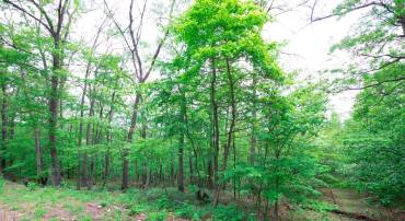 LOT 37 POPLAR TRL, WINCHESTER, Virginia 22602, ,Land,For sale,LOT 37 POPLAR TRL,VAFV2021832 MLS # VAFV2021832