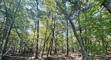 CARDINAL DR., LURAY, Virginia 22835, ,Land,For sale,CARDINAL DR.,VAPA2004026 MLS # VAPA2004026