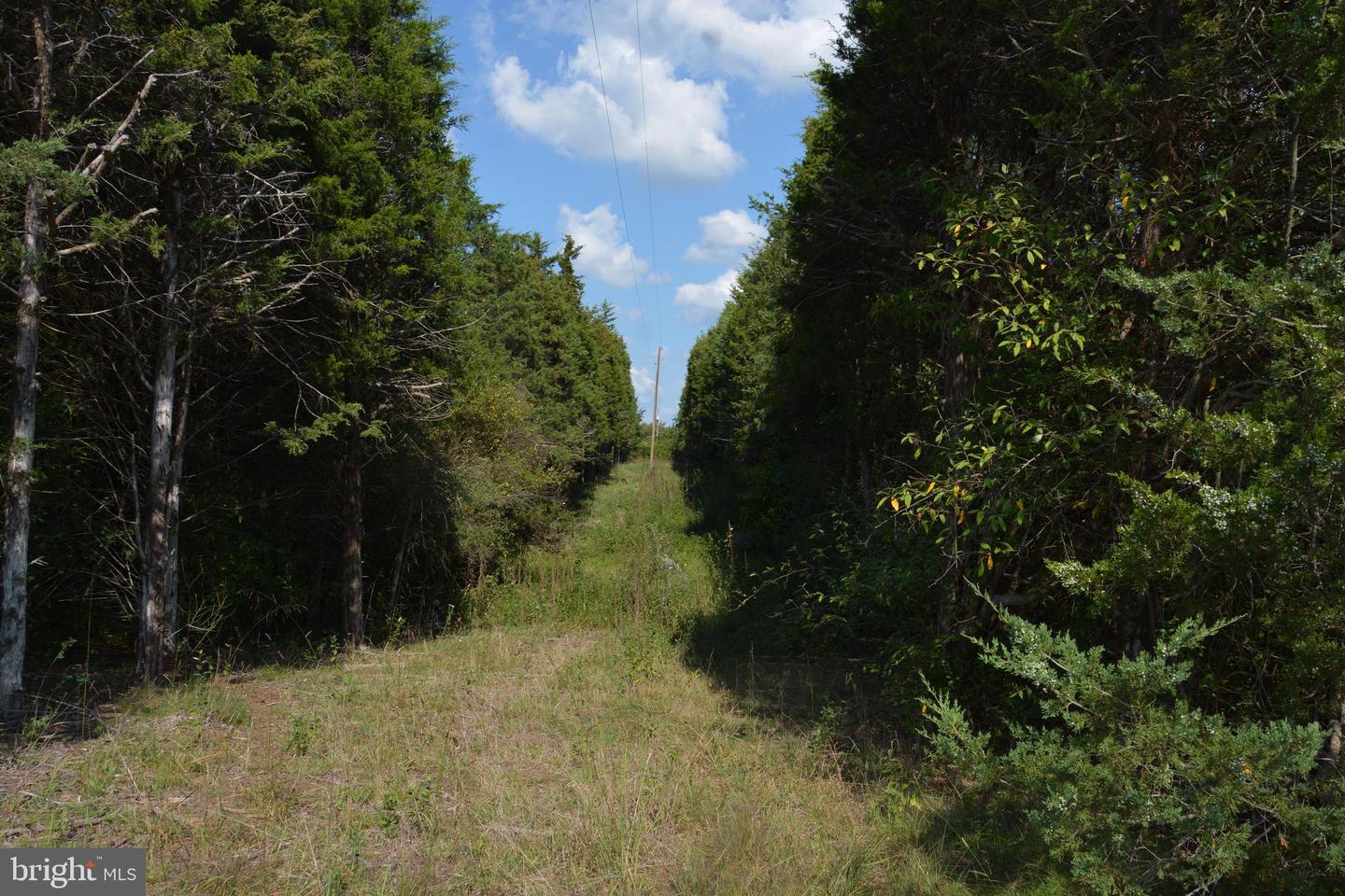 25+ ACRES BLUE RIDGE LANE, WINCHESTER, Virginia 22602, ,Land,For sale,25+ ACRES BLUE RIDGE LANE,VAFV2021838 MLS # VAFV2021838