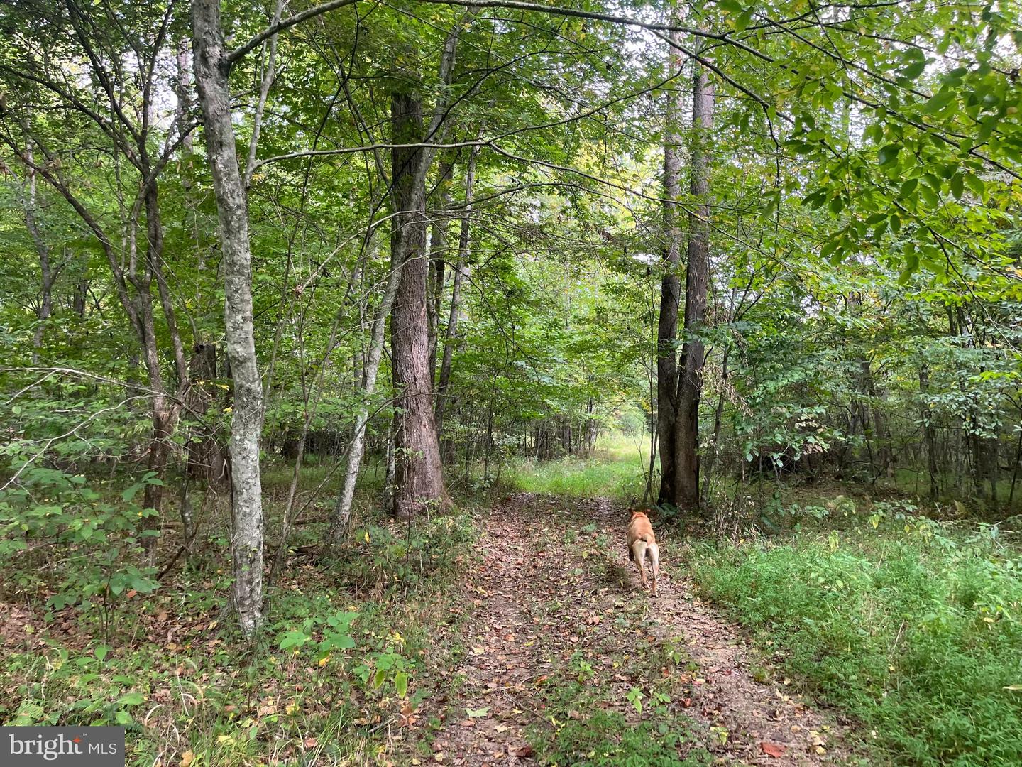 0 DREAMING CREEK HOLLOW, AMHERST, Virginia 24521, ,Land,For sale,0 DREAMING CREEK HOLLOW,VAAH2000056 MLS # VAAH2000056