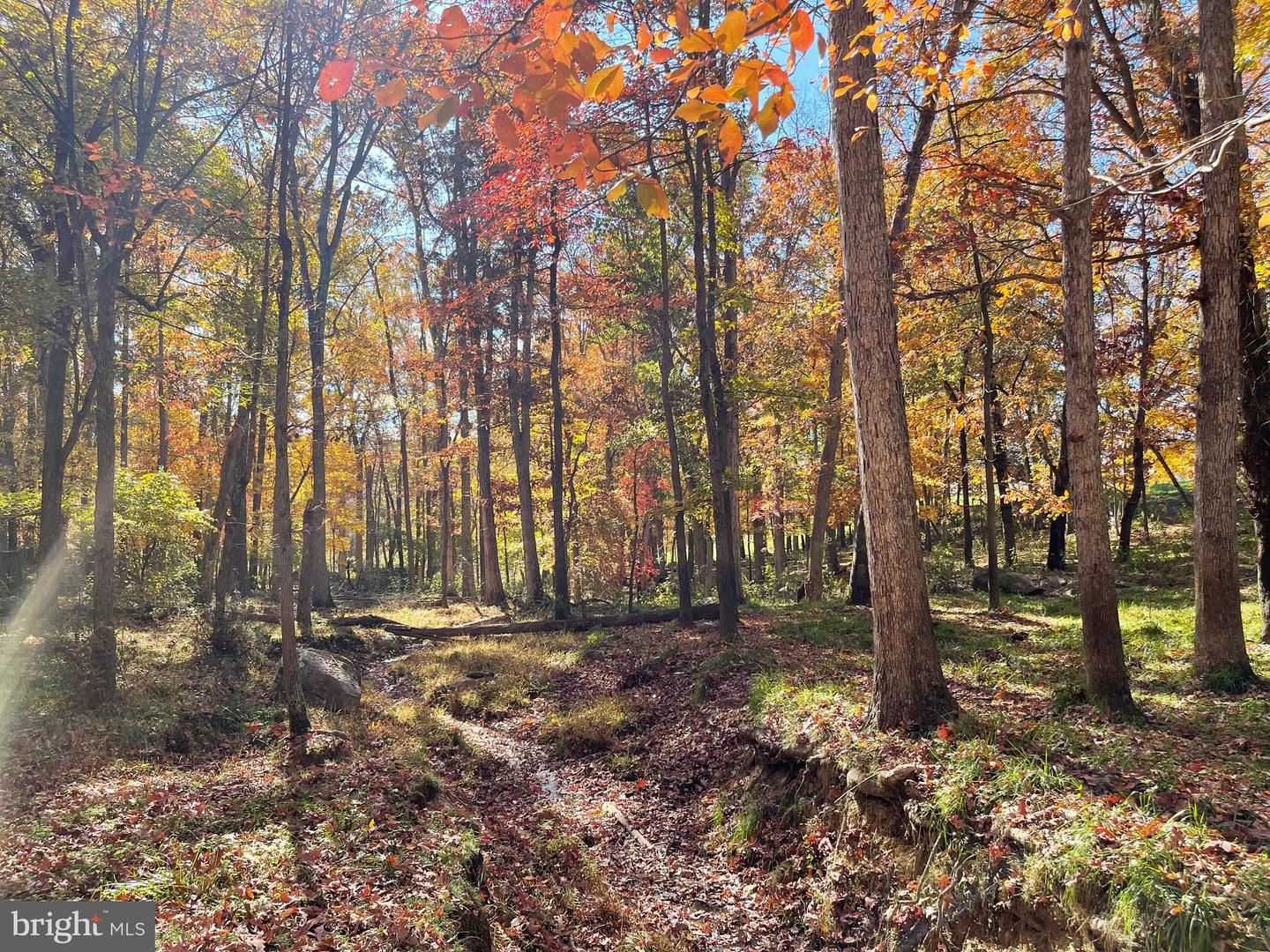 LOT 63 BUCK MOUNTAIN RD, BENTONVILLE, Virginia 22610, ,Land,For sale,LOT 63 BUCK MOUNTAIN RD,VAWR2009204 MLS # VAWR2009204