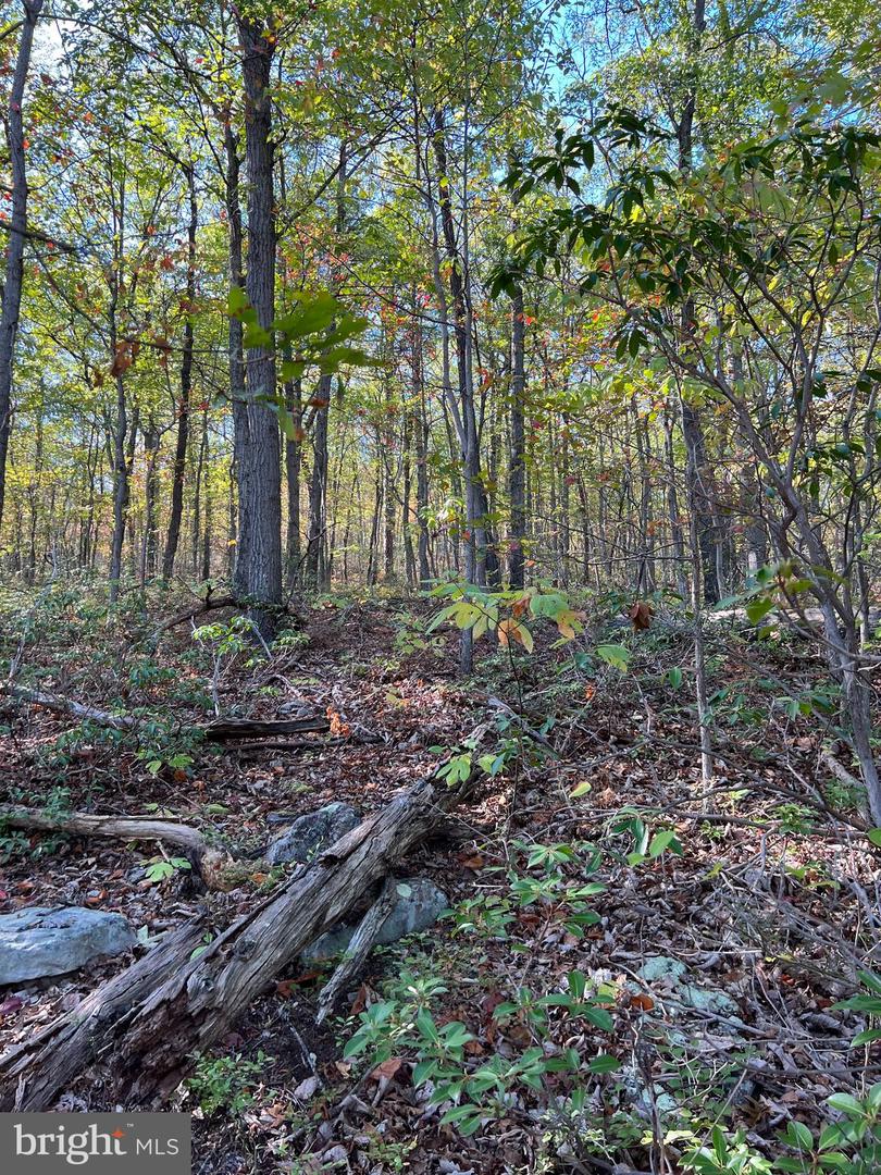 LOT 10, 11, 12-13 A-602 FOX TRL, WINCHESTER, Virginia 22602, ,Land,For sale,LOT 10,11,12-13 A-602 FOX TRL,VAFV2022030 MLS # VAFV2022030