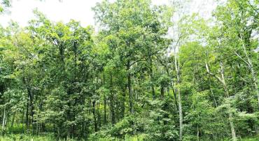 455 LAUREL SPRINGS DR, WINTERGREEN RESORT, Virginia 22967, ,Land,For sale,455 LAUREL SPRINGS DR,657405 MLS # 657405