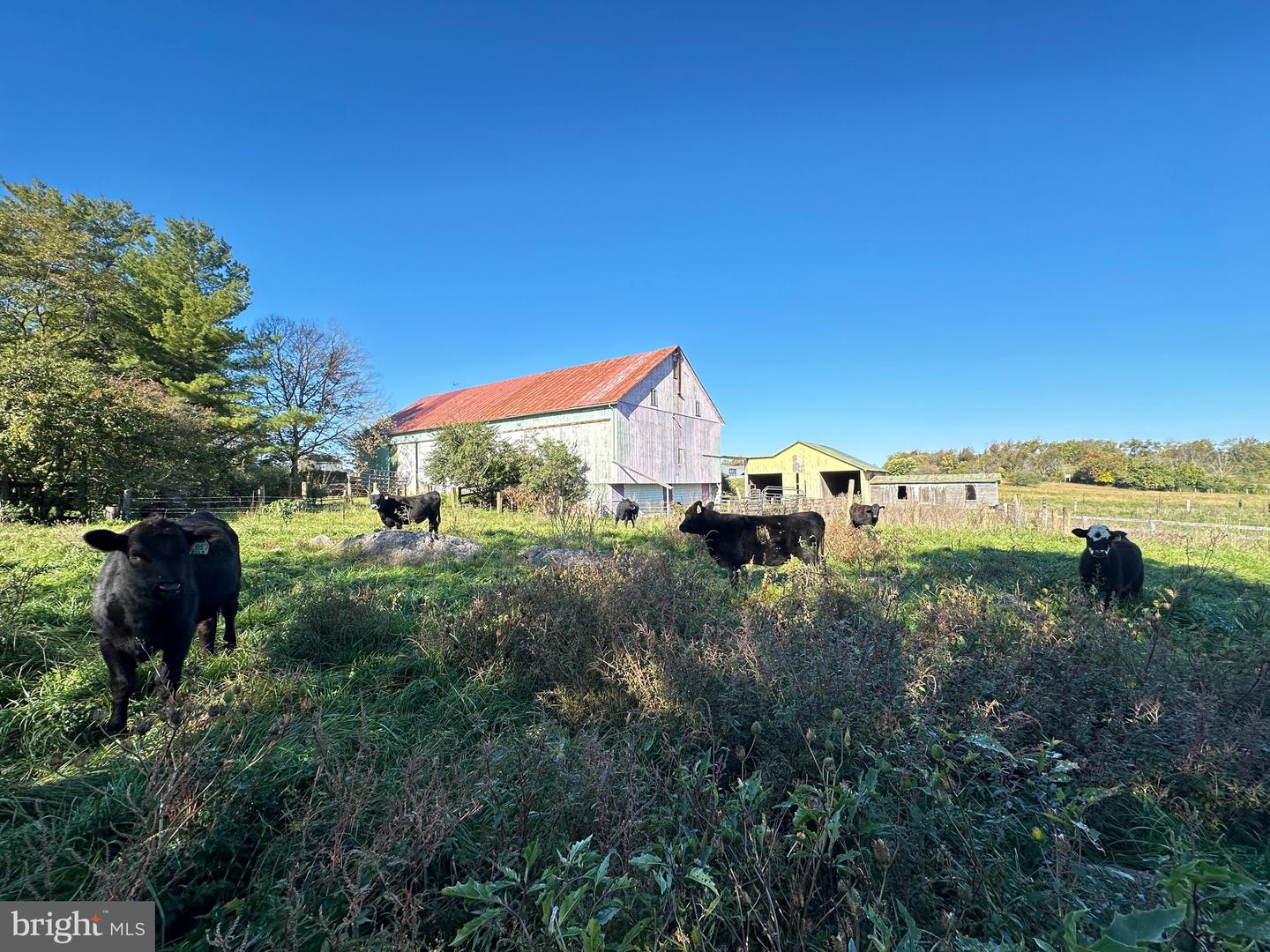 198 PETAL RD, BERRYVILLE, Virginia 22611, 5 Bedrooms Bedrooms, 15 Rooms Rooms,4 BathroomsBathrooms,Farm,For sale,198 PETAL RD,VACL2003102 MLS # VACL2003102