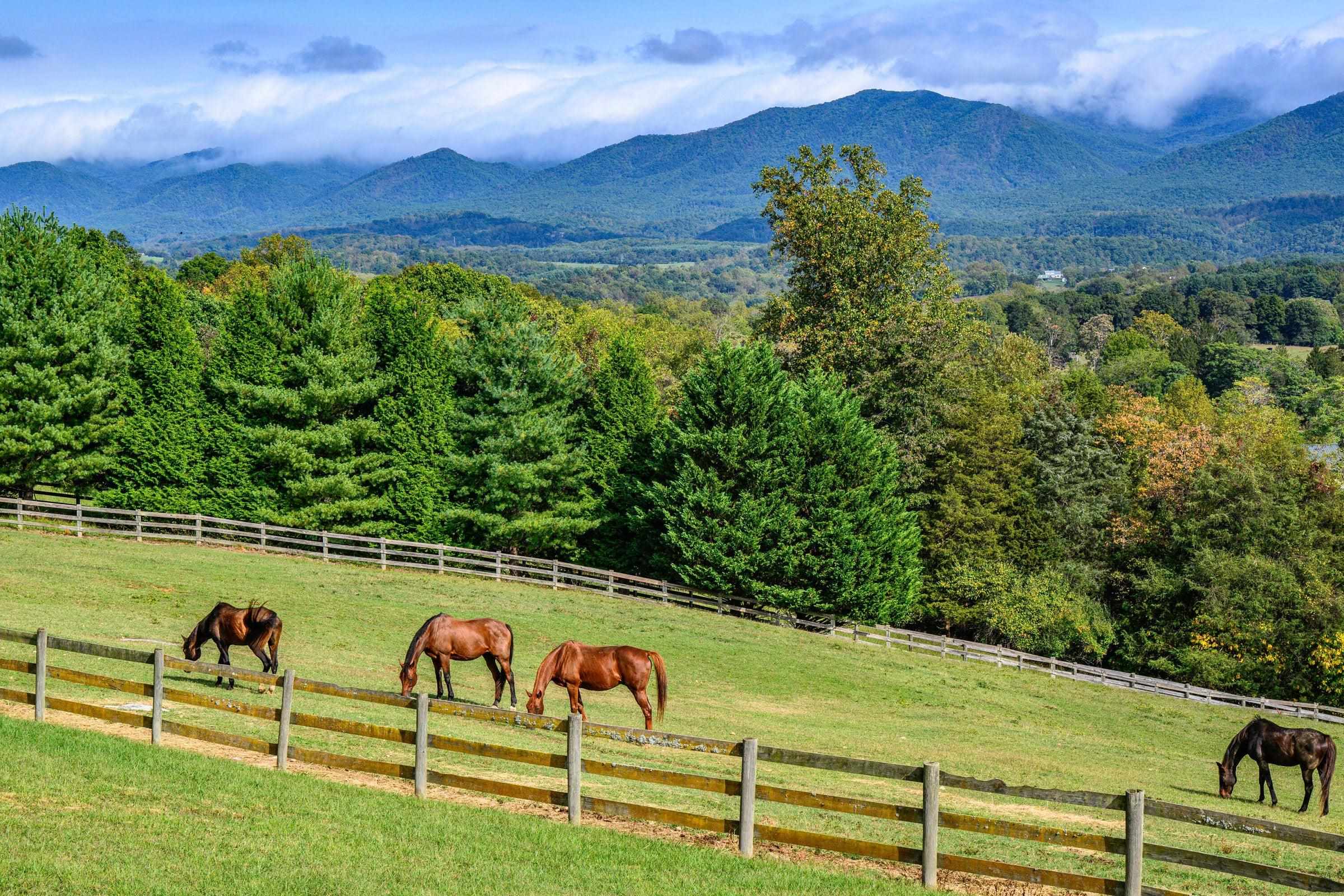 Gorgeous Horse Farm perched atop rolling hills with magnificent views of the Blue Ridge Mtns.