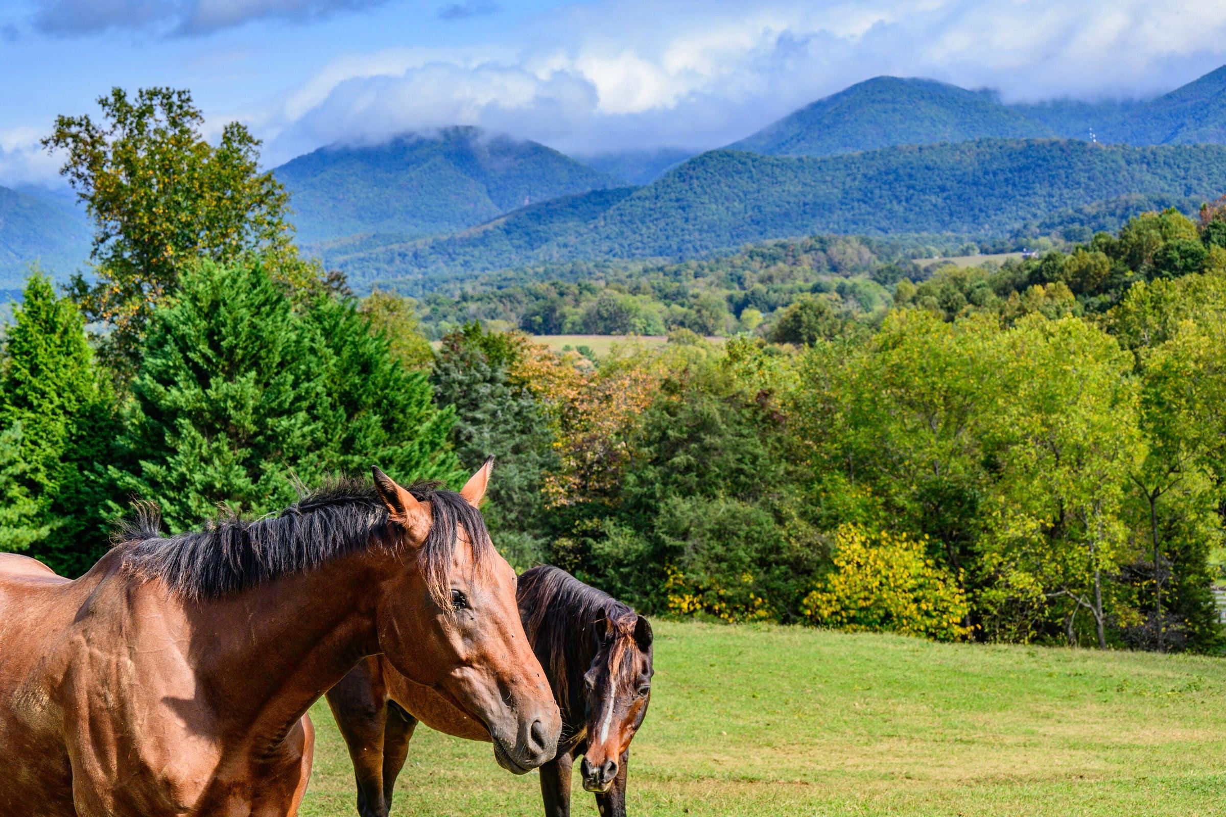 Beautiful horses! Beautiful setting.