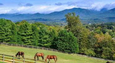 Gorgeous Horse Farm perched atop rolling hills with magnificent views of the Blue Ridge Mtns.