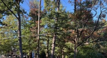 ELM PL, DUNN LORING, Virginia 22027, ,Land,For sale,ELM PL,VAFX2205772 MLS # VAFX2205772