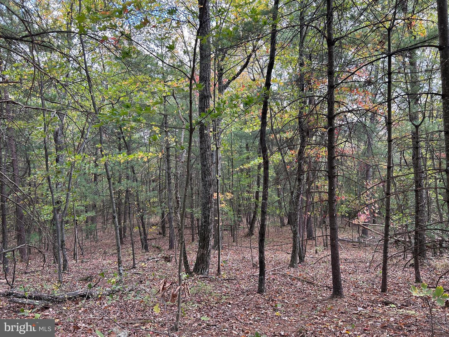 SUPINLICK RIDGE, MOUNT JACKSON, Virginia 22842, ,Land,For sale,SUPINLICK RIDGE,VASH2009876 MLS # VASH2009876