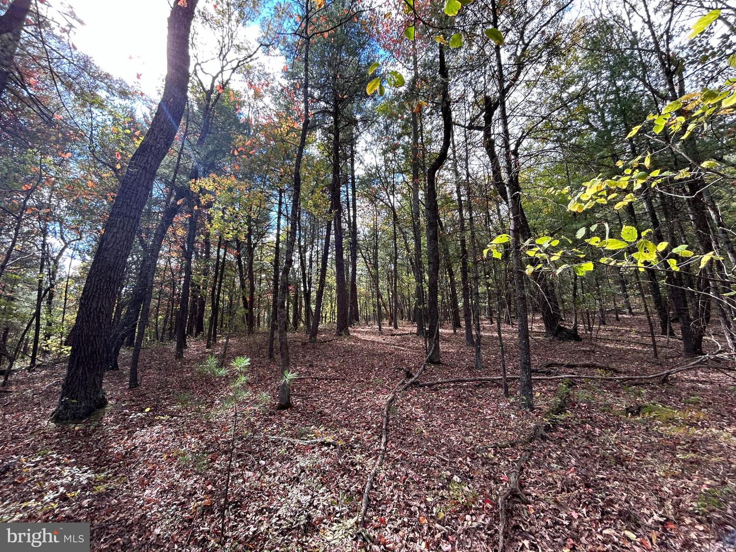 SUPINLICK RIDGE, MOUNT JACKSON, Virginia 22842, ,Land,For sale,SUPINLICK RIDGE,VASH2009876 MLS # VASH2009876