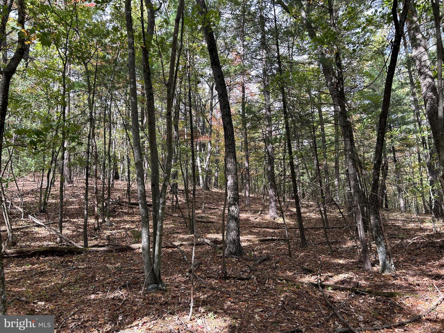 SUPINLICK RIDGE, MOUNT JACKSON, Virginia 22842, ,Land,For sale,SUPINLICK RIDGE,VASH2009876 MLS # VASH2009876