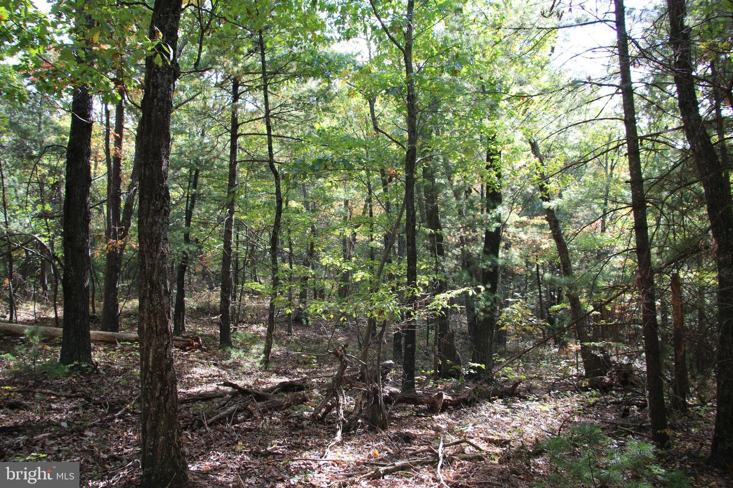 SENEDO RD, MOUNT JACKSON, Virginia 22842, ,Land,For sale,SENEDO RD,VASH2009842 MLS # VASH2009842