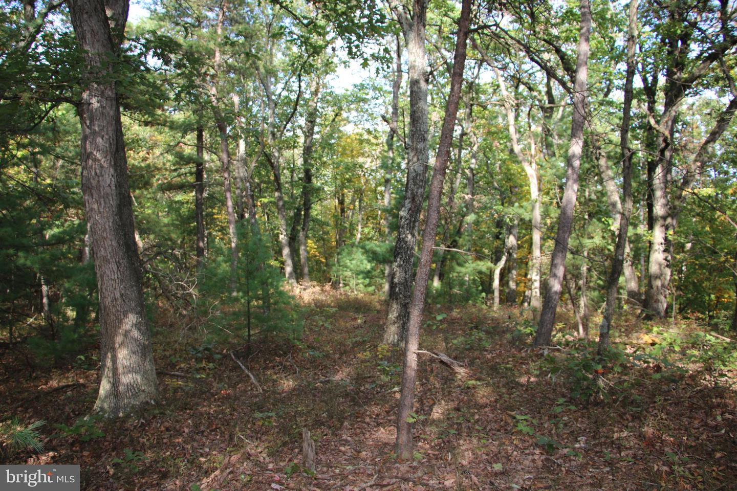 SENEDO RD, MOUNT JACKSON, Virginia 22842, ,Land,For sale,SENEDO RD,VASH2009842 MLS # VASH2009842