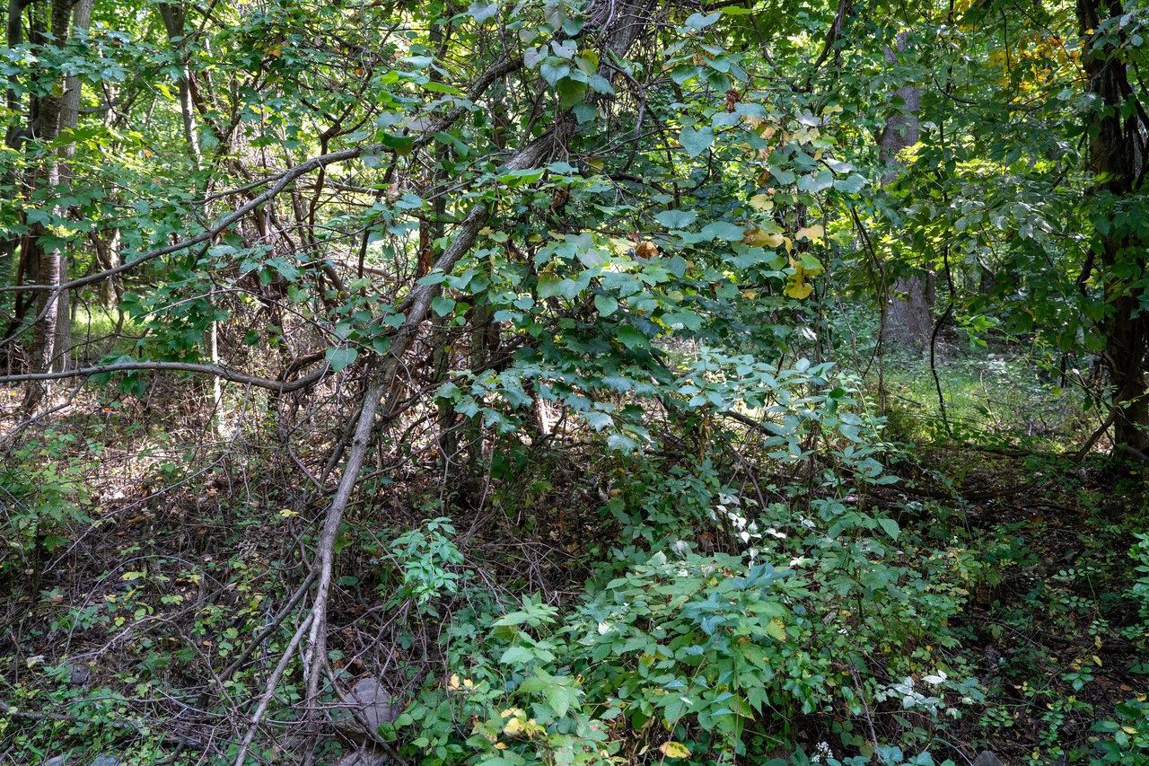 Lot 3 PRICE RIDGE RD, STANLEY, Virginia 22851, ,Land,Lot 3 PRICE RIDGE RD,658075 MLS # 658075