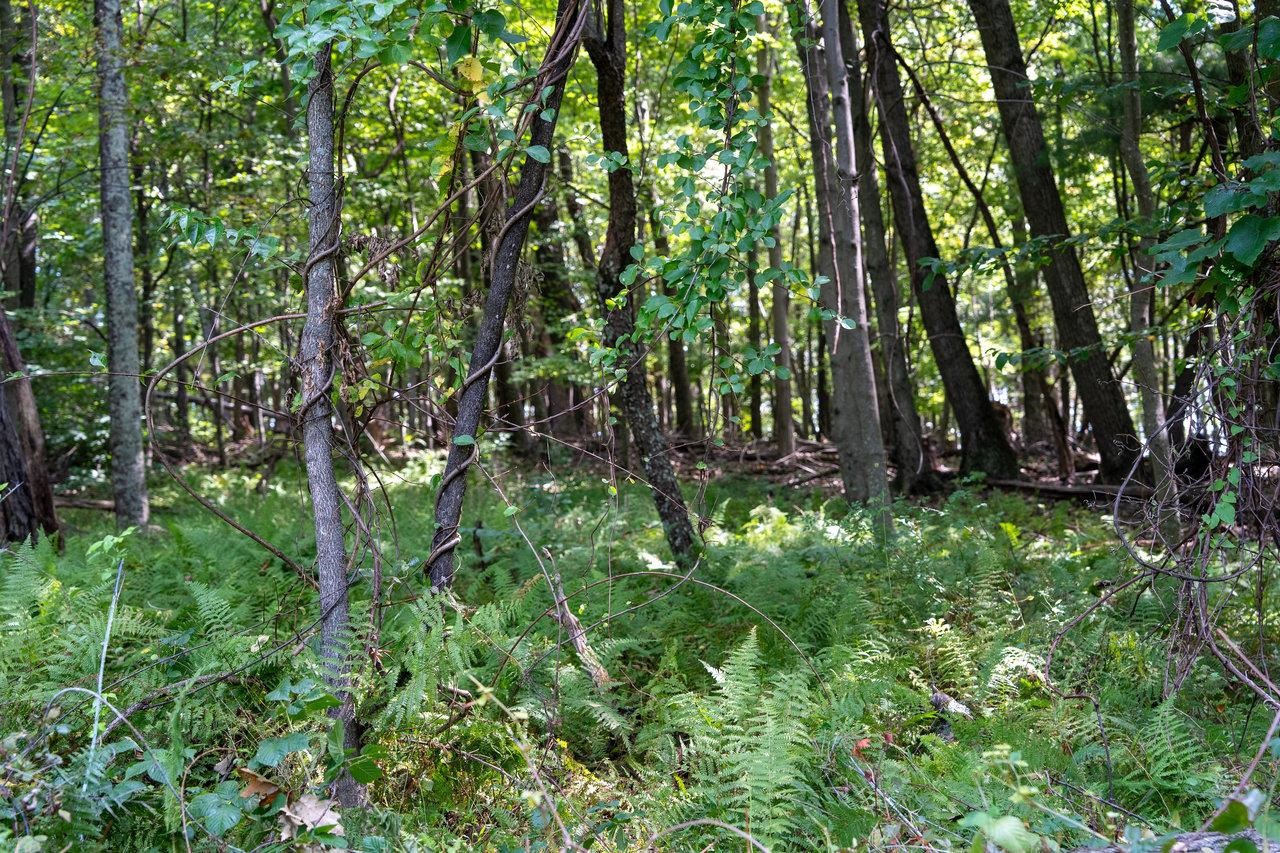 Lot 3 PRICE RIDGE RD, STANLEY, Virginia 22851, ,Land,Lot 3 PRICE RIDGE RD,658075 MLS # 658075