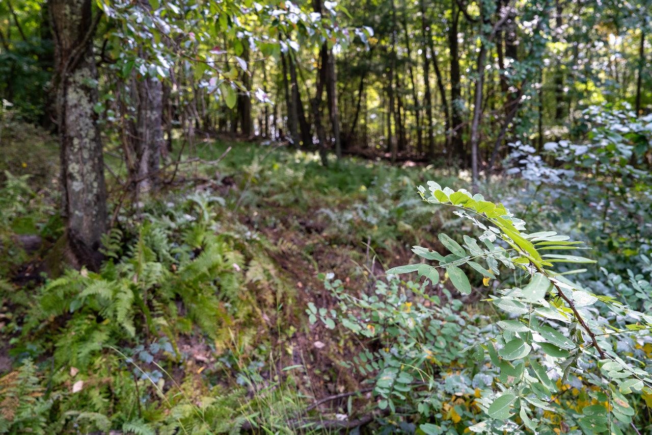 Lot 3 PRICE RIDGE RD, STANLEY, Virginia 22851, ,Land,Lot 3 PRICE RIDGE RD,658075 MLS # 658075